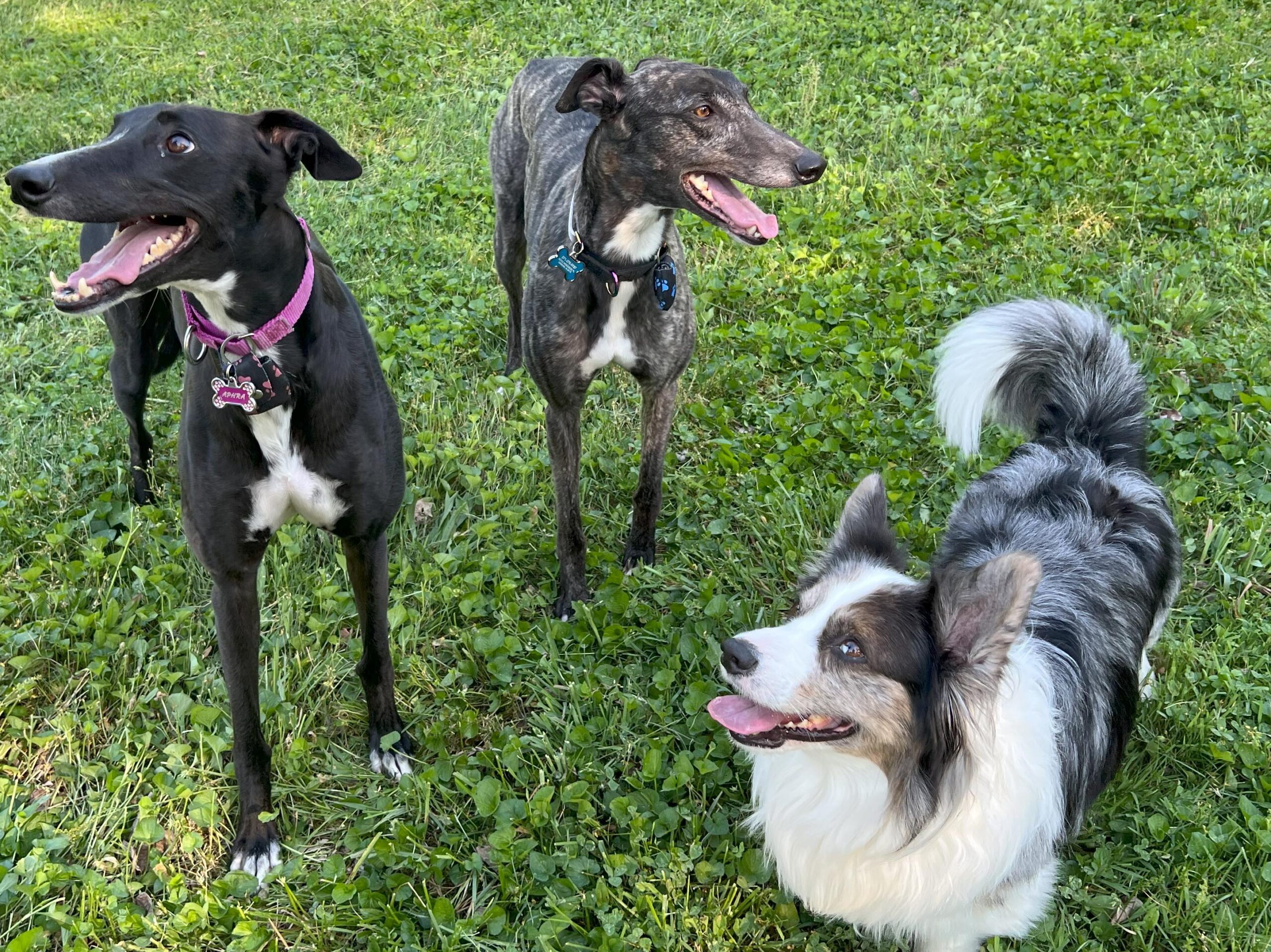 Two greyhounds and a corgi in a field