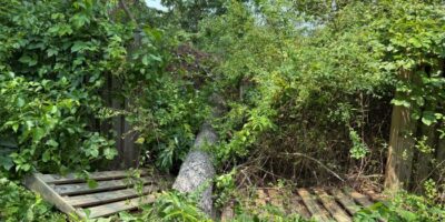 Tree has fallen through wooden fence