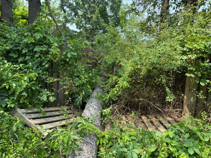 Tree has fallen through wooden fence